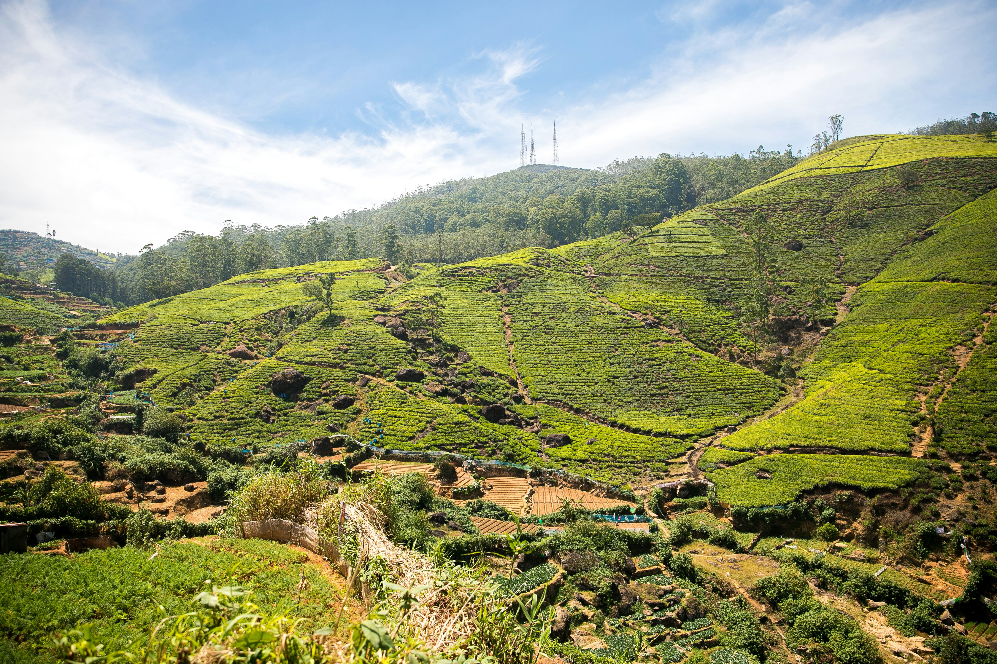 Tea estates from above, Nuwara Eliya