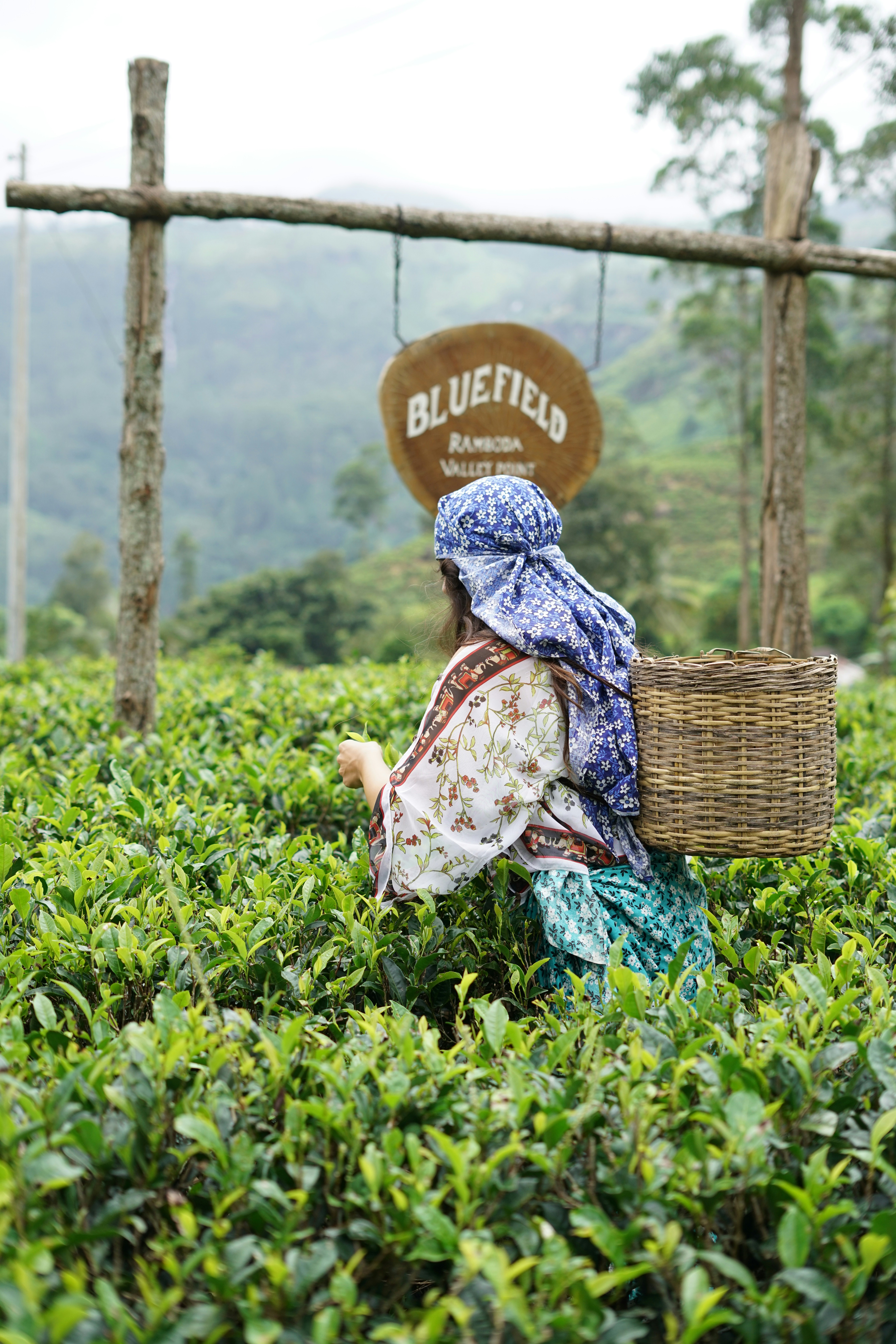 Tea plucker mid-harvest in Nuwara Eliya