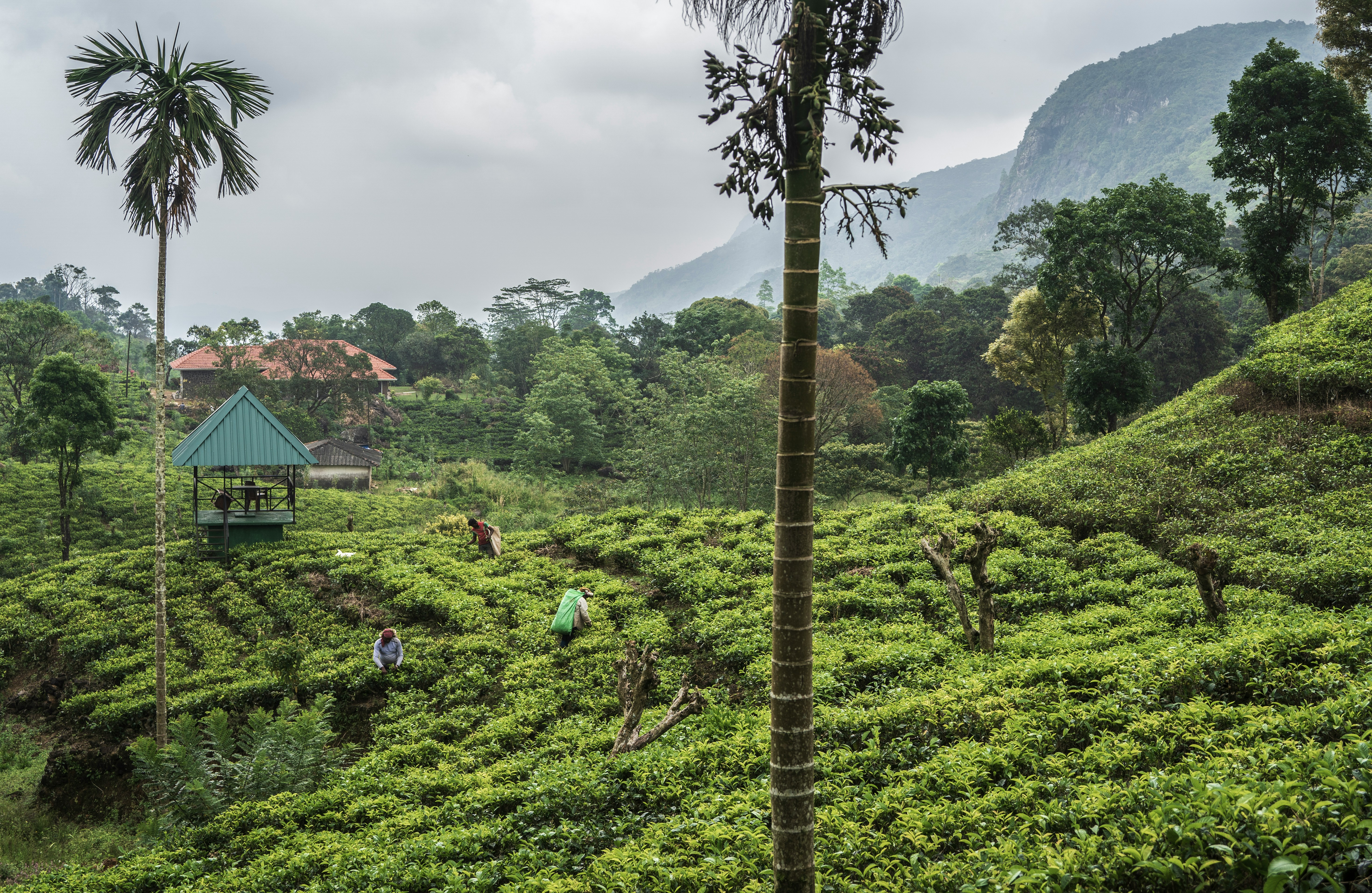 Tea pluckers in Nuwara Eliya at dawn