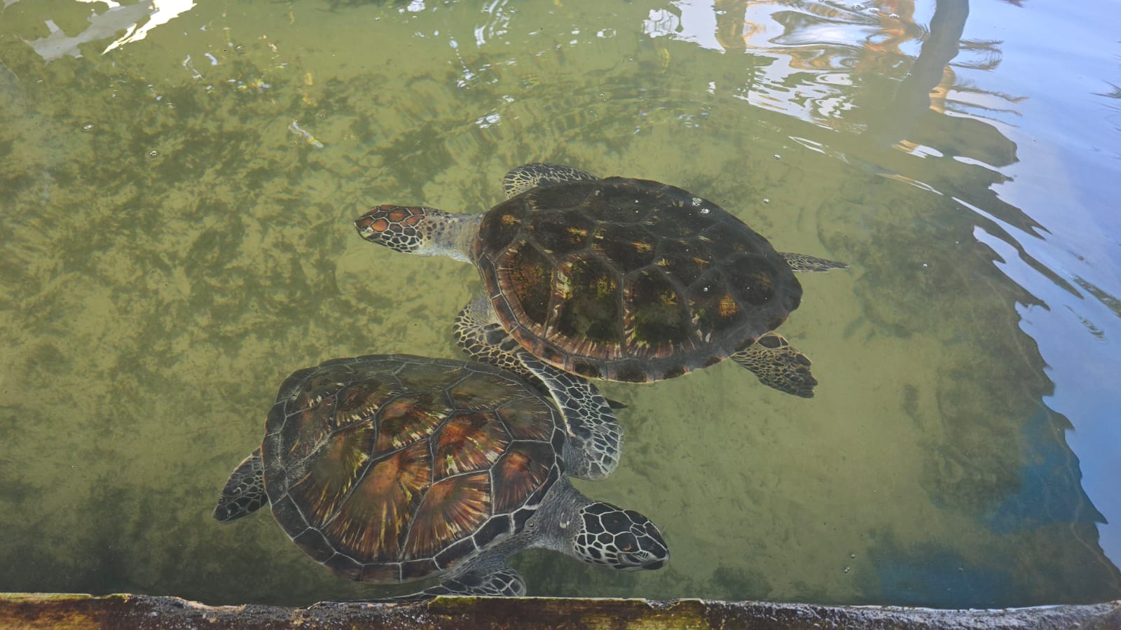 Two sea turtles swimming at a turtle sanctuary