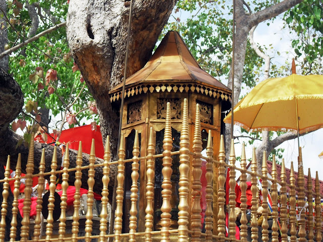 The gilded railing and ornate shrine around the sacred Sri Maha Bodhi tree at Anuradhapura