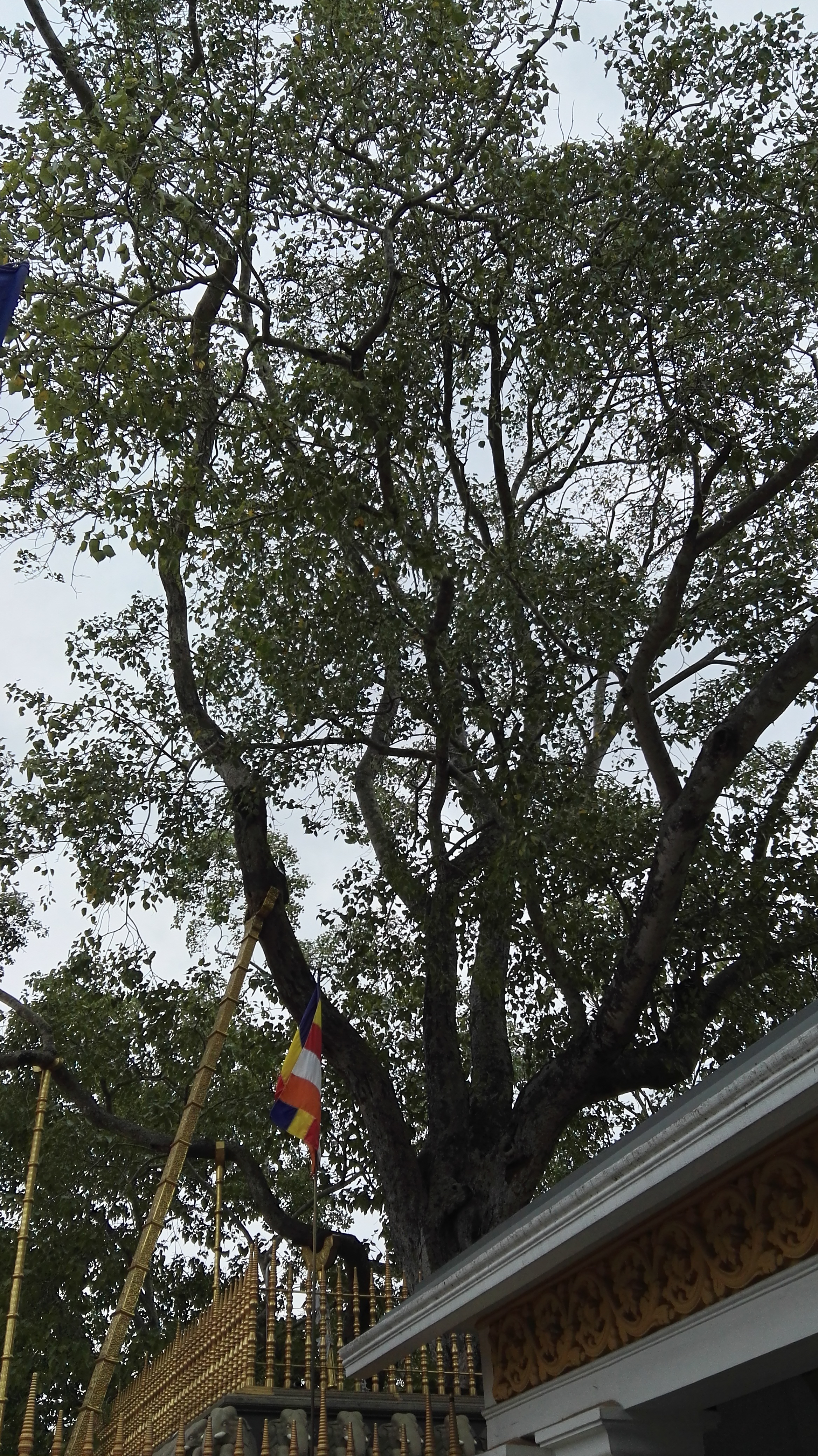 The canopy of the sacred Jaya Sri Maha Bodhi tree above the temple at Anuradhapura