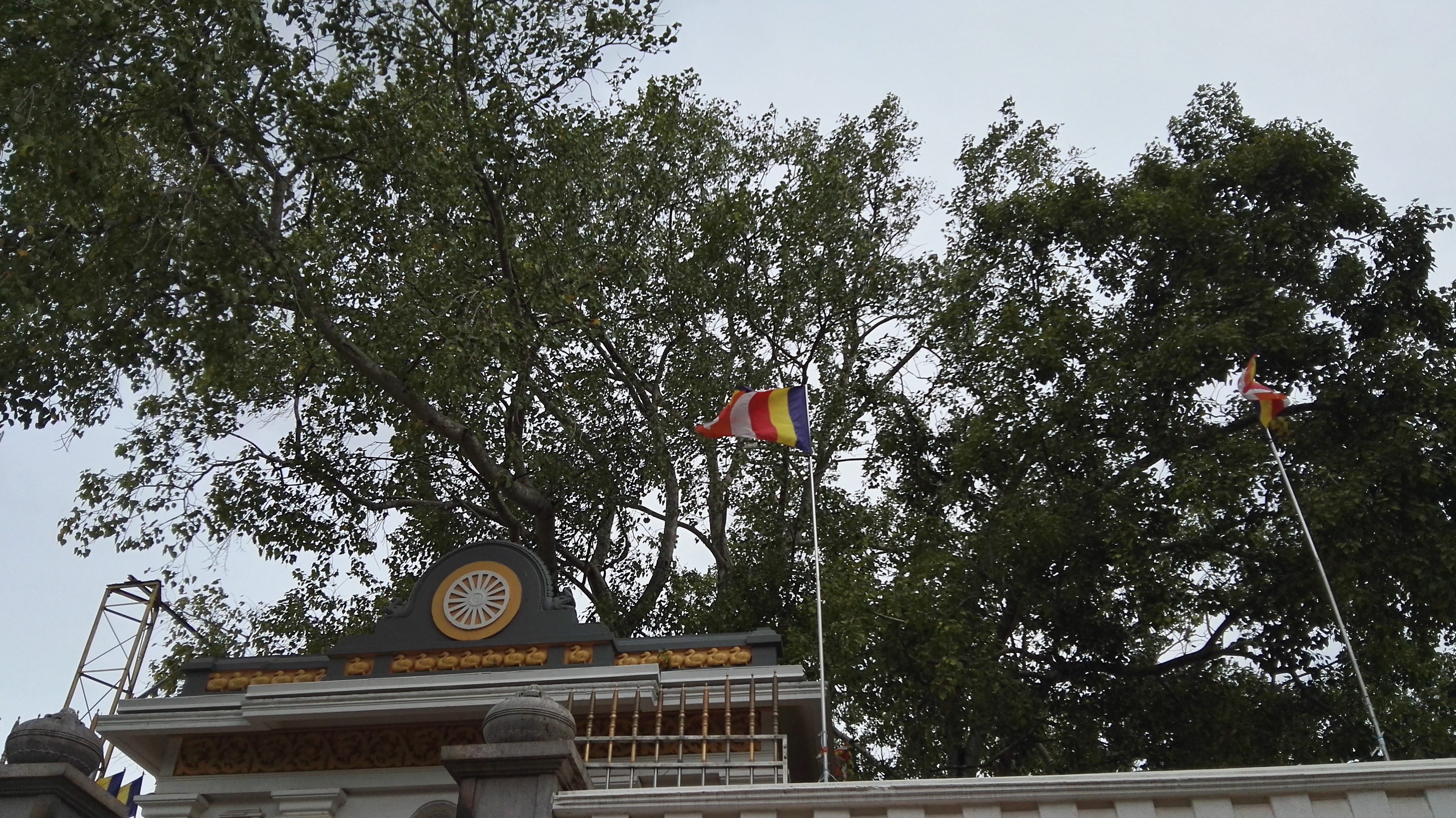 The sacred Jaya Sri Maha Bodhi tree rising above the shrine gateway at Anuradhapura
