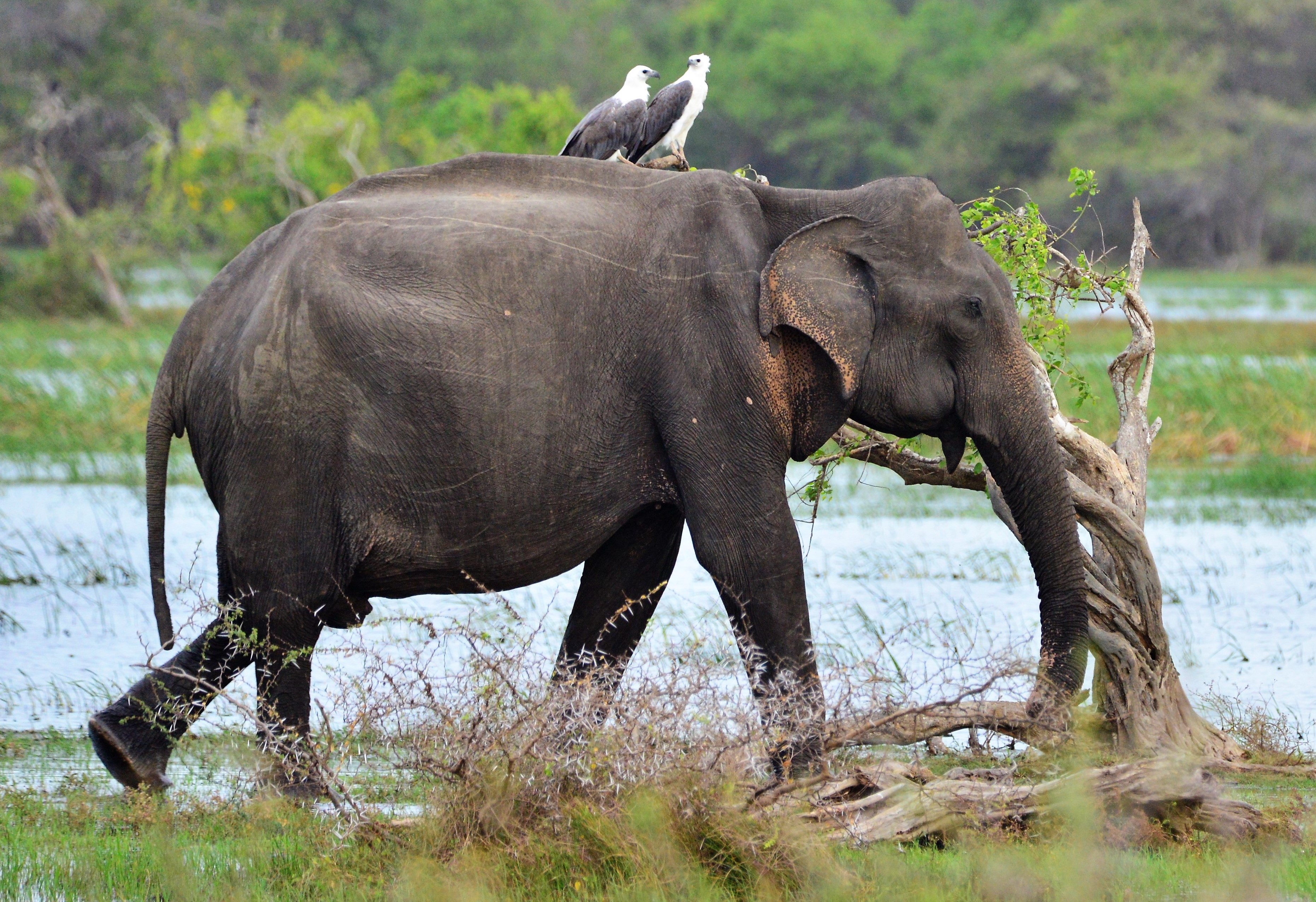 A Sri Lankan elephant and white-bellied sea eagles at the water in Kumana