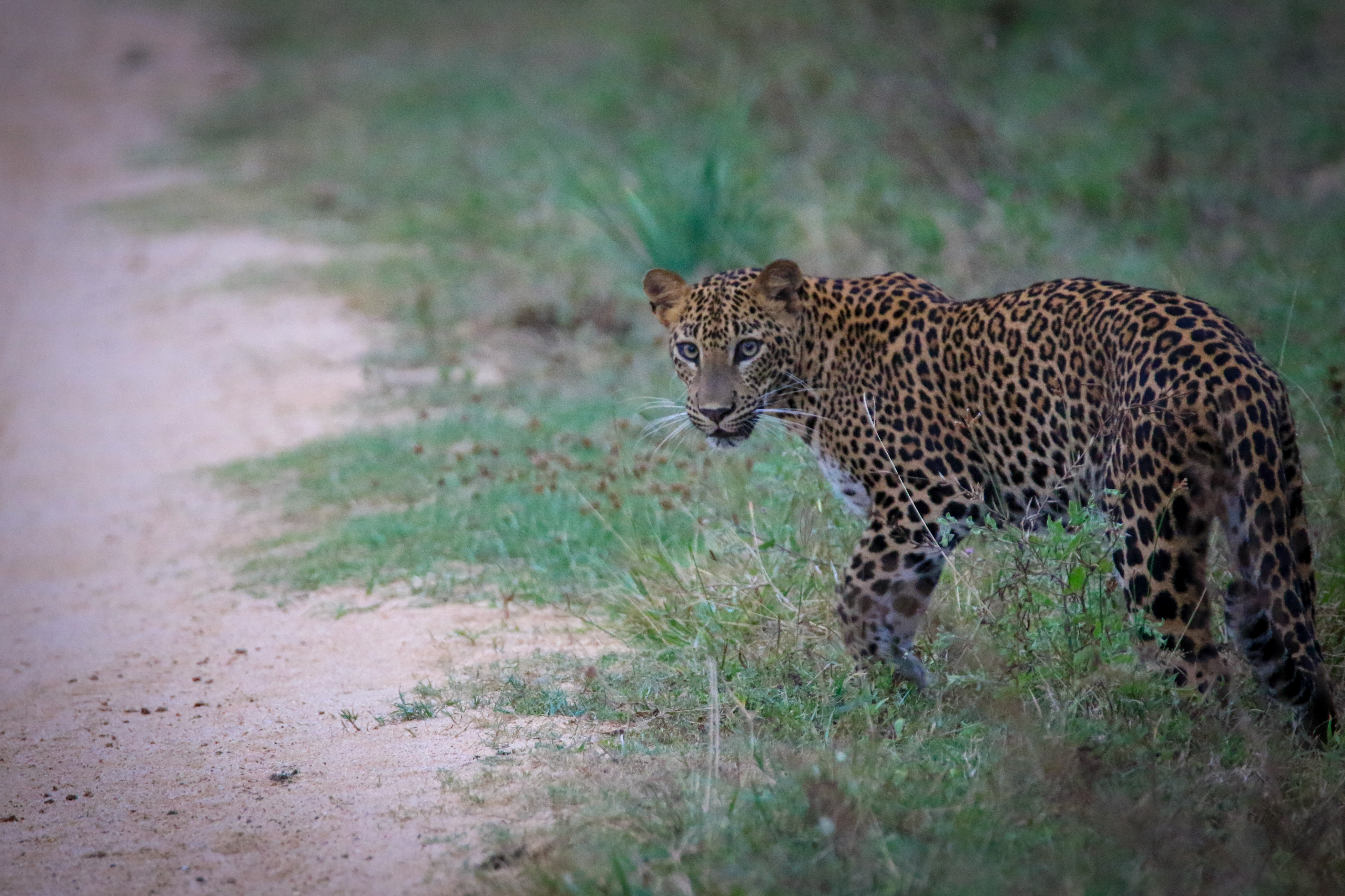 A Sri Lankan leopard in the scrub of Kumana National Park