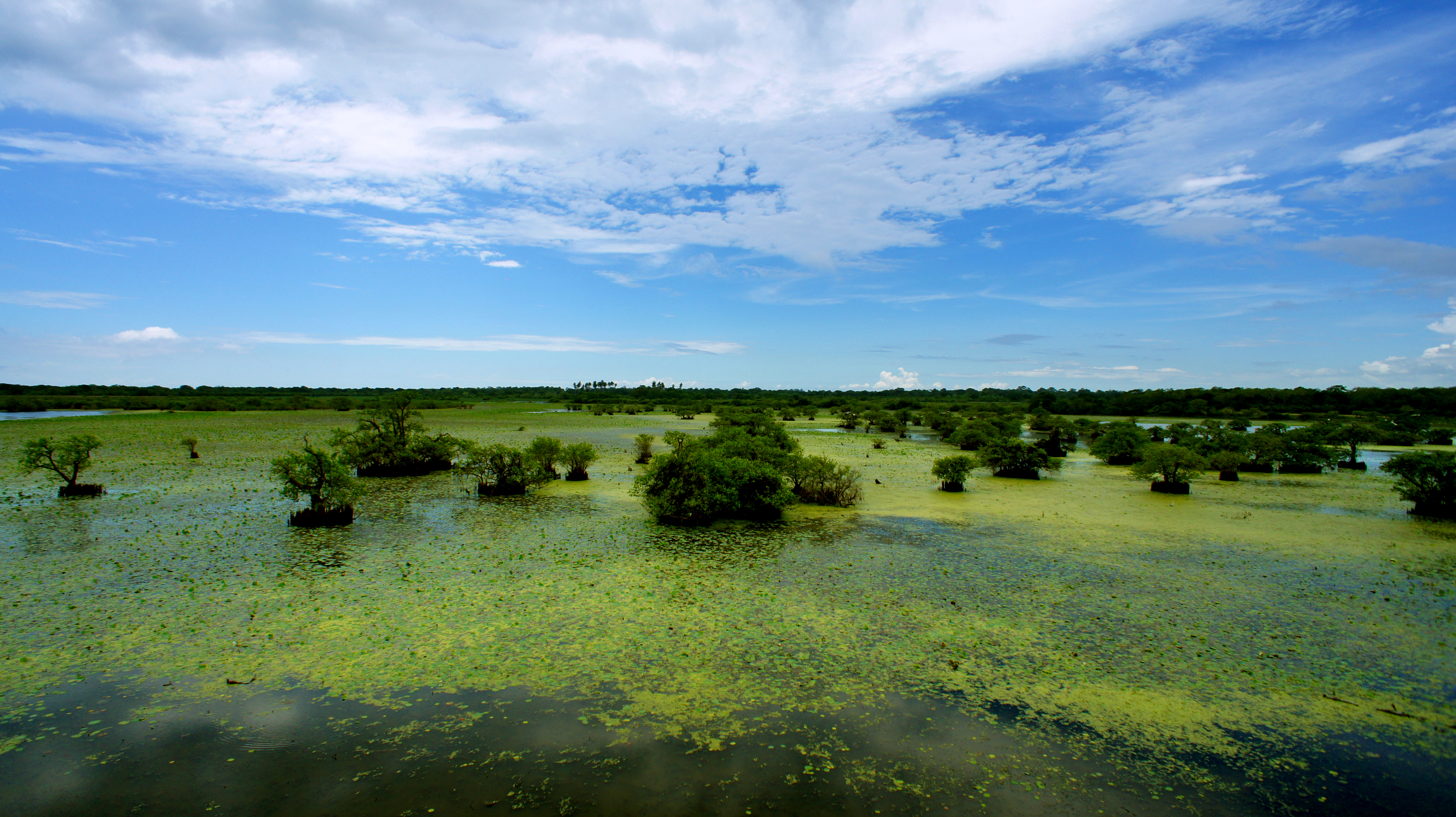 The flooded wetlands and lagoons of Kumana National Park