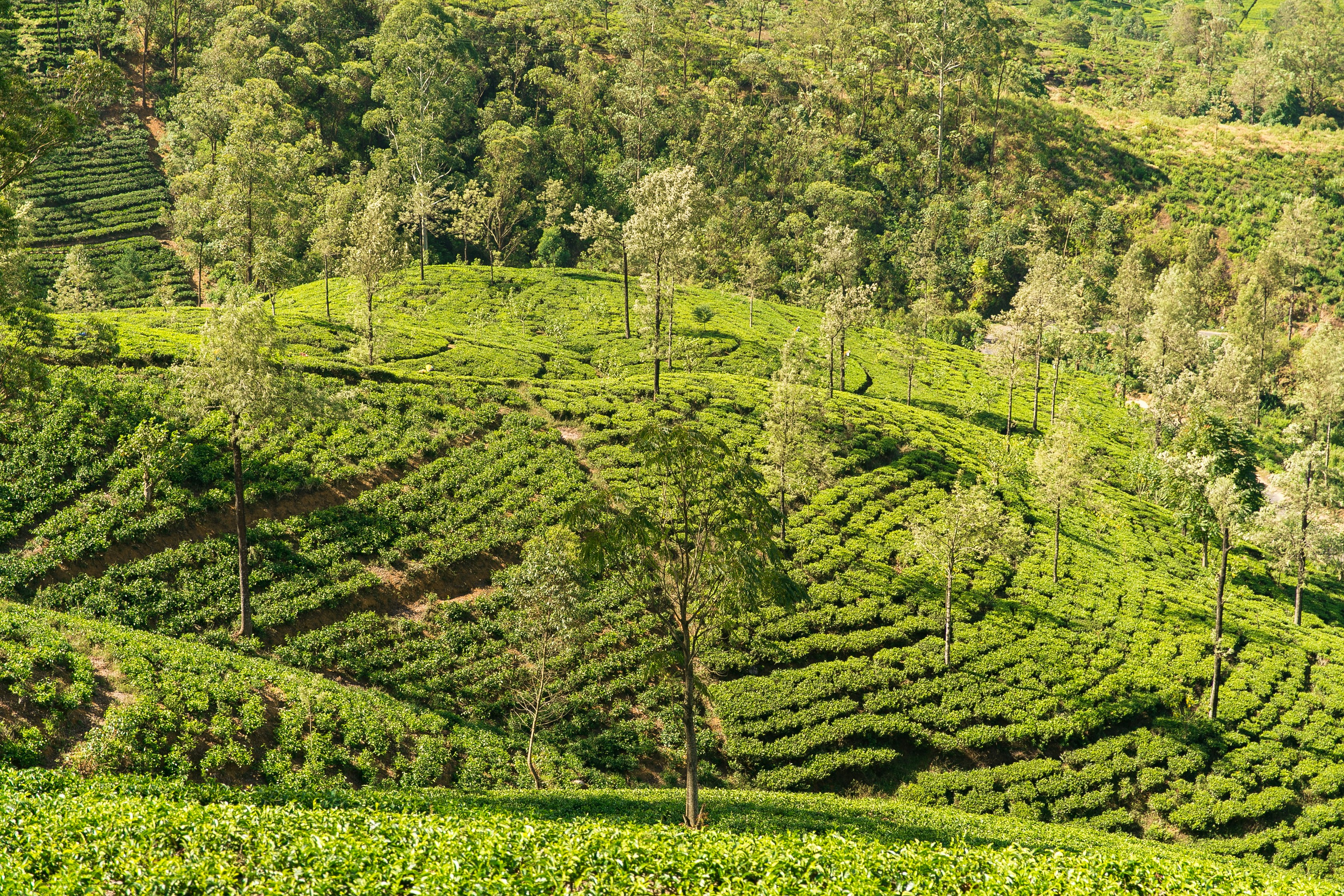 Tea hills near Ambuluwawa