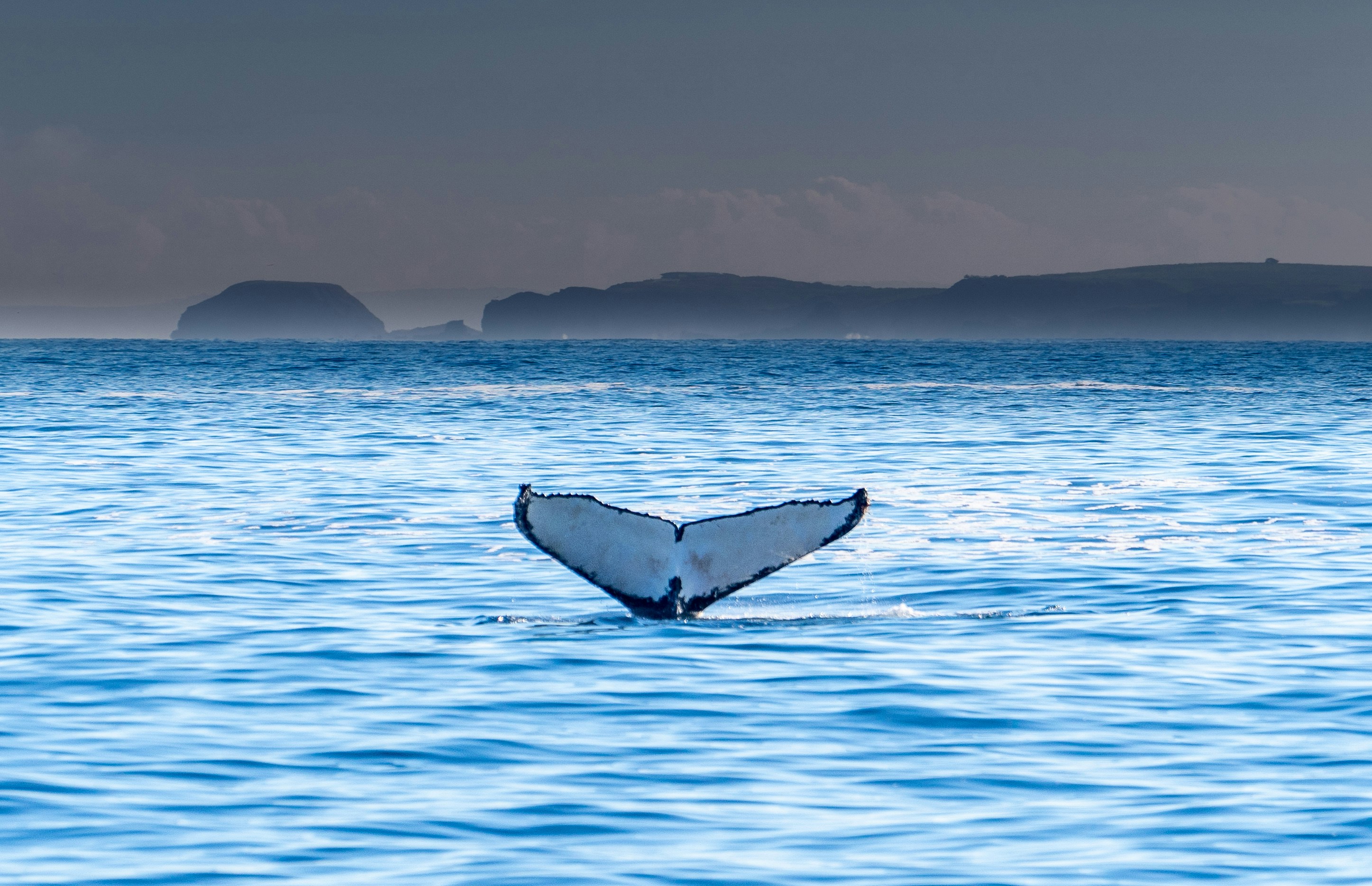 Whale tail off Mirissa coast