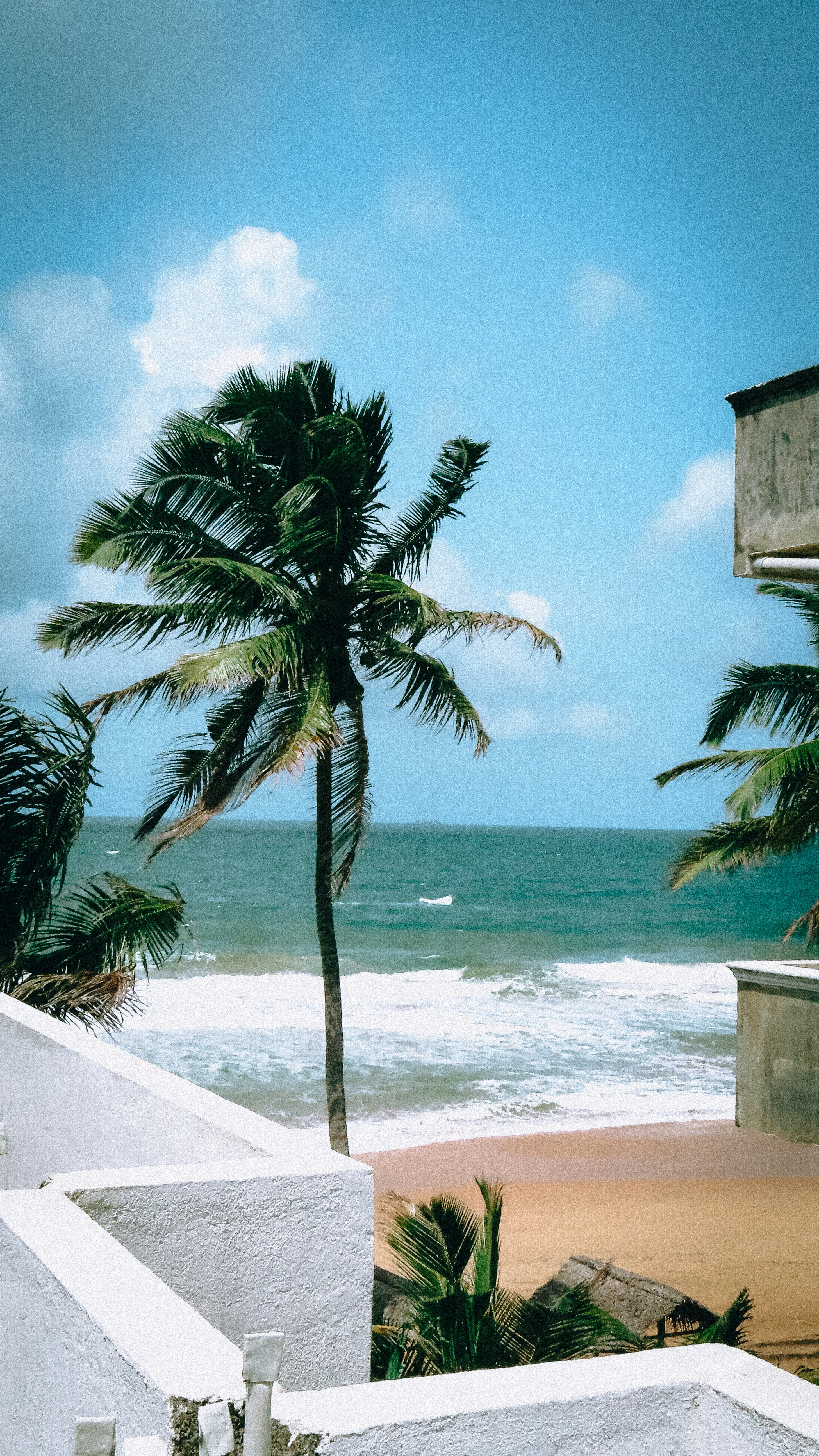 Palm-fringed beach on the west coast of Sri Lanka