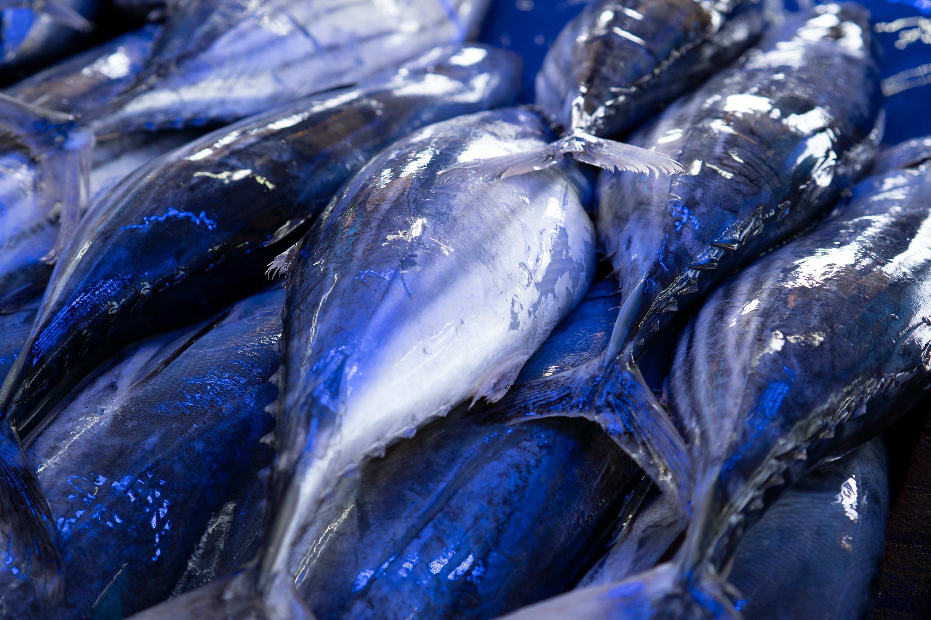 Sri Lankan coastal fish market