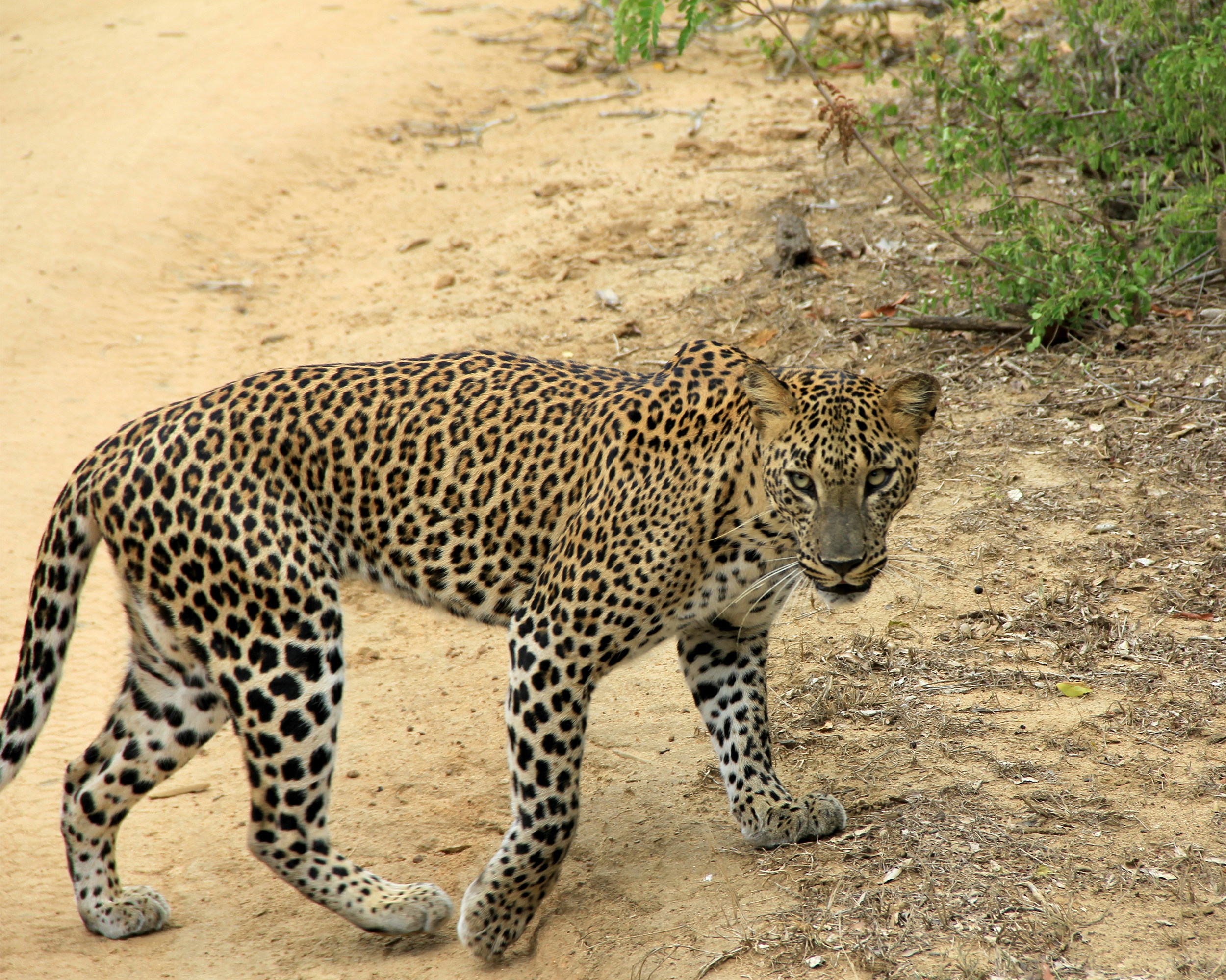 Sri Lankan leopard mid-stride at Yala National Park