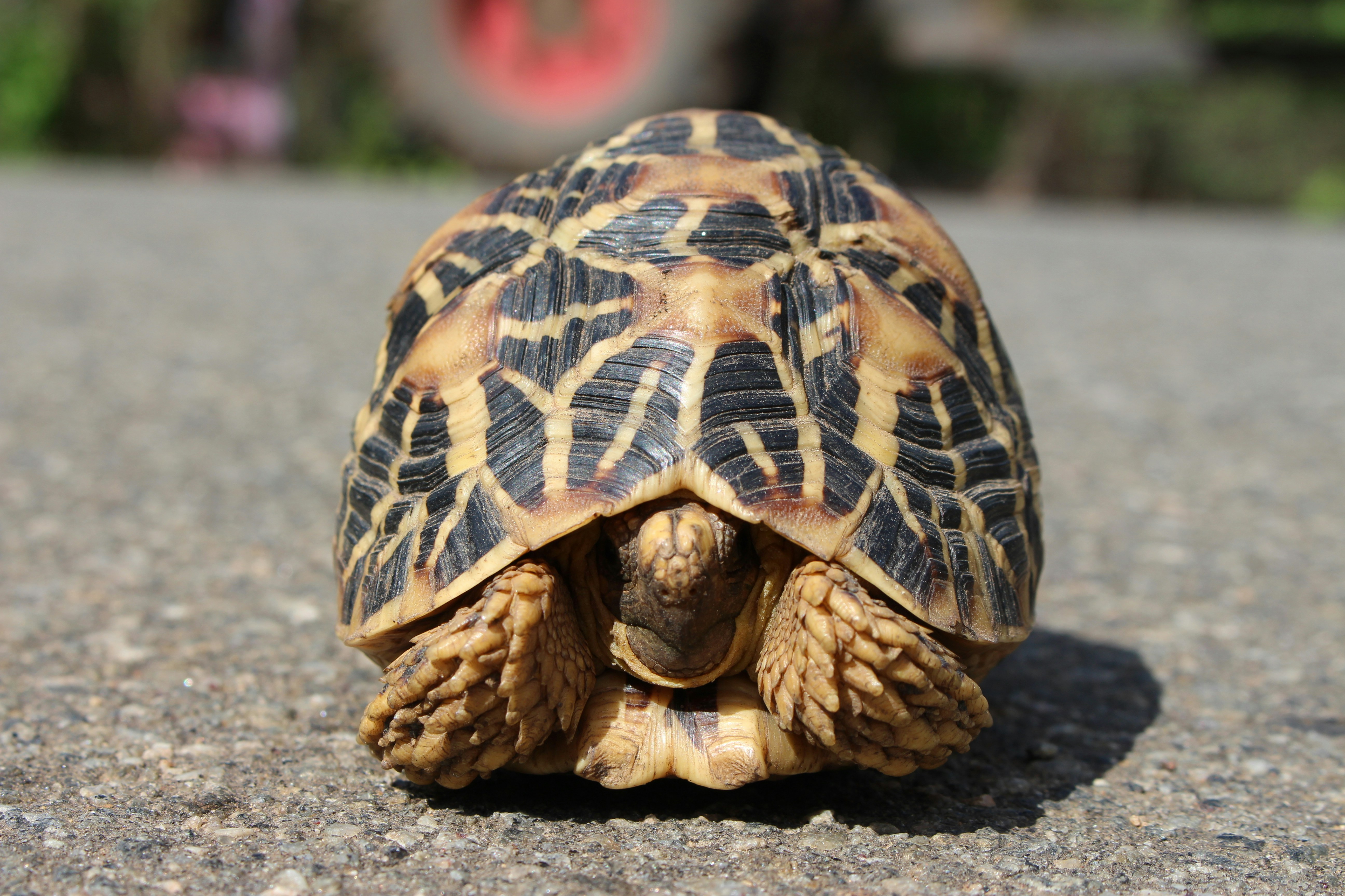 Sea turtle off the east coast