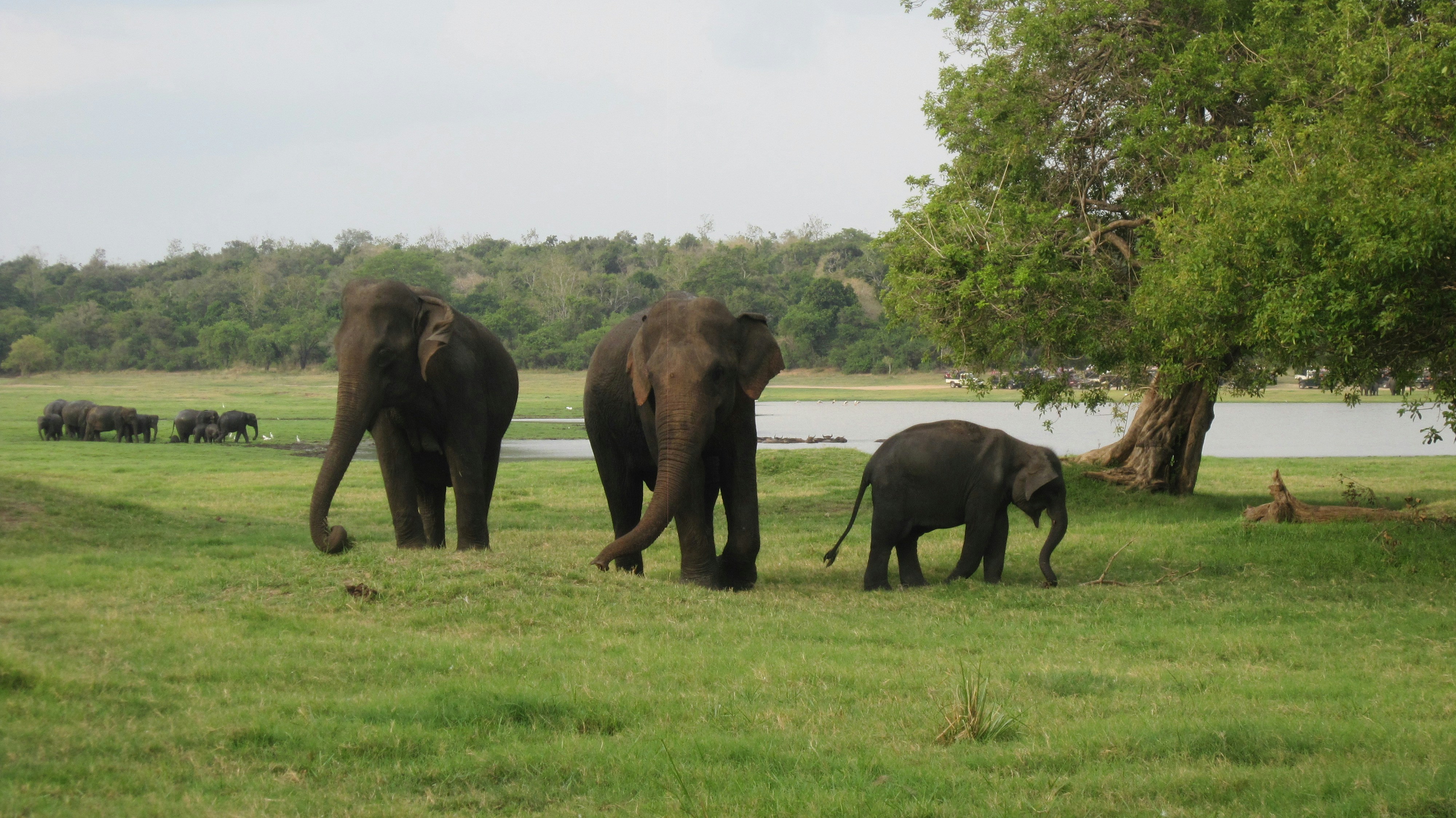 Wild elephants in Sri Lanka