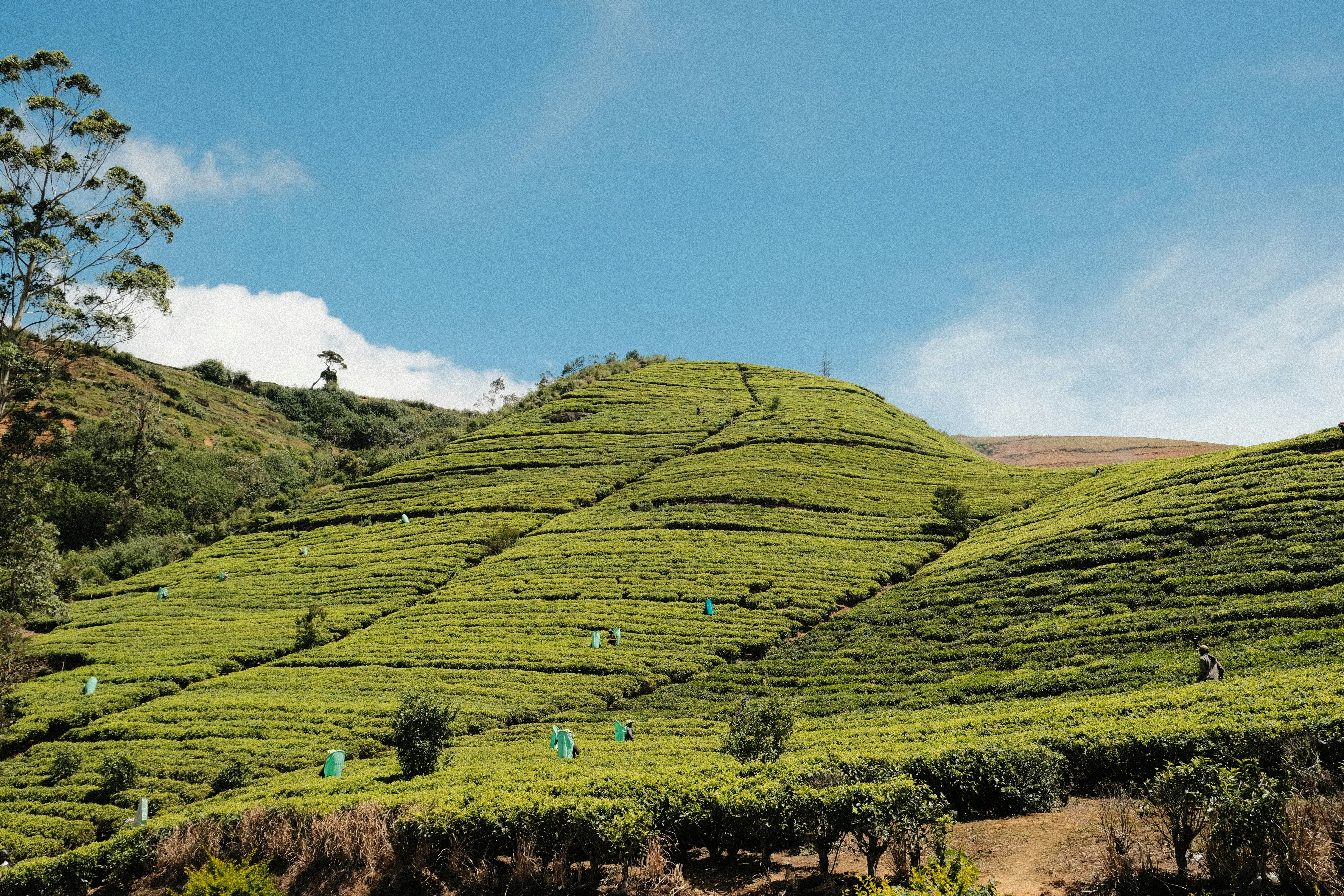 Tea pickers working the terraced hillsides above Nuwara Eliya