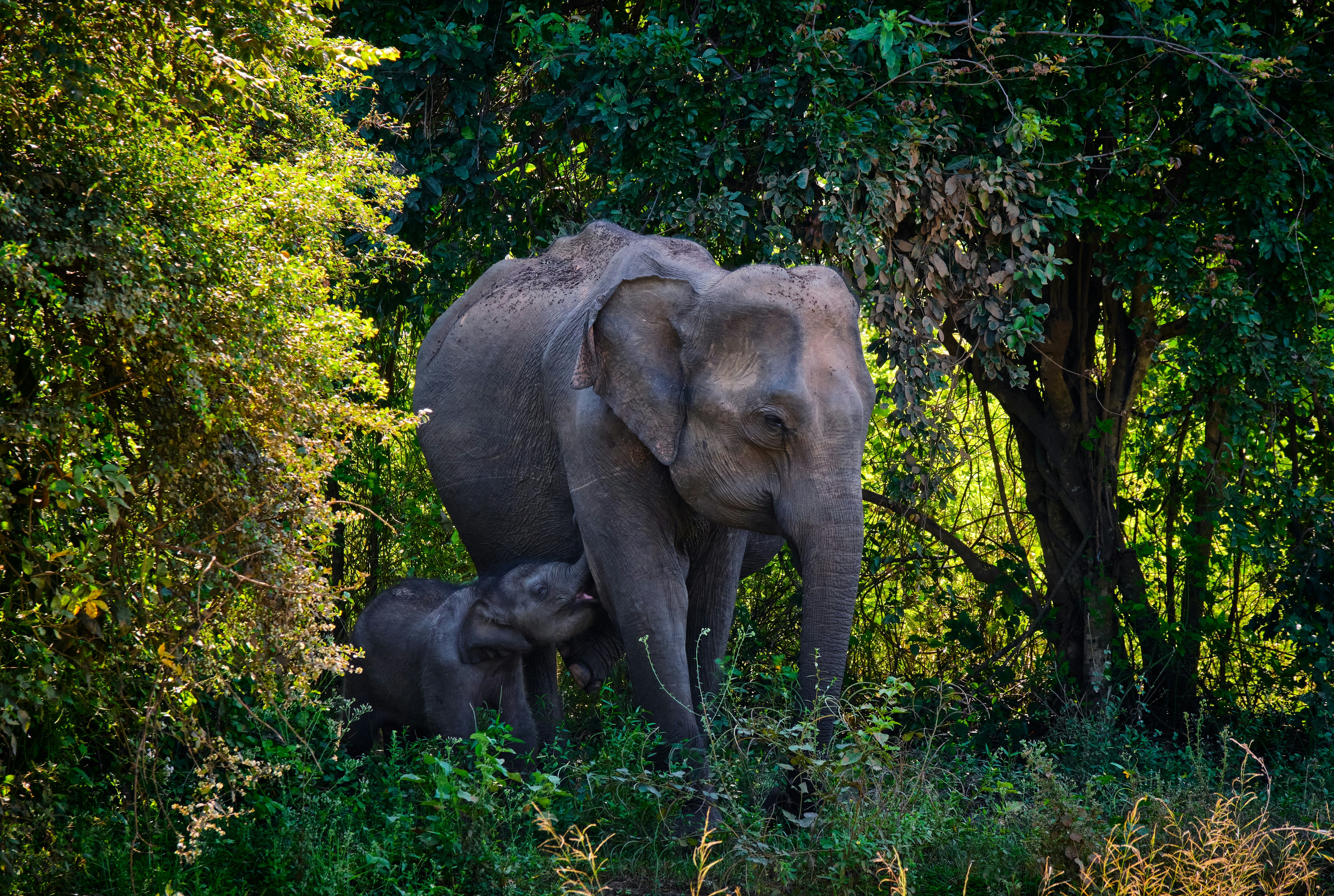 Elephant and calf at the forest edge in Udawalawe