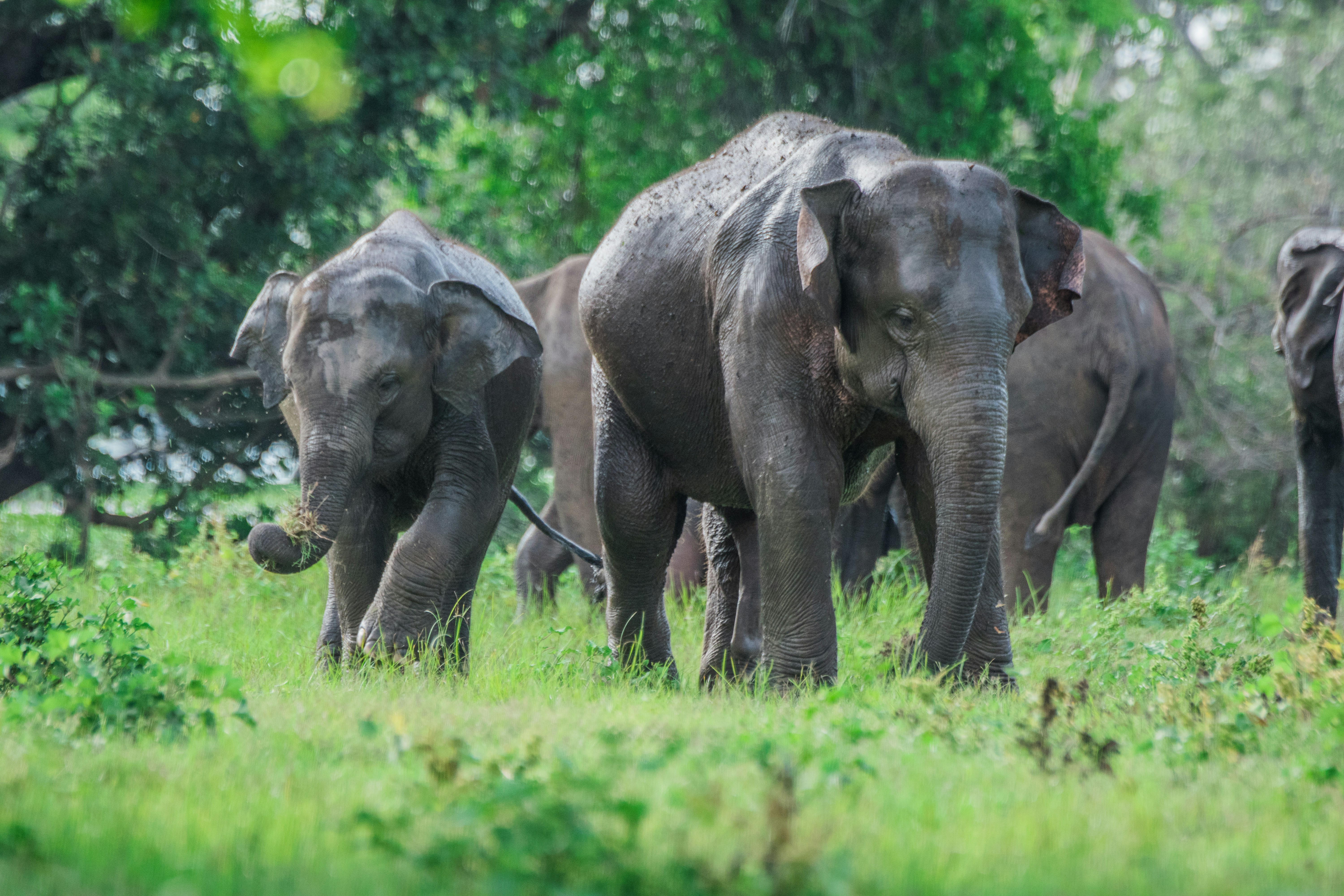 Wild elephants grazing on the grasslands at Minneriya
