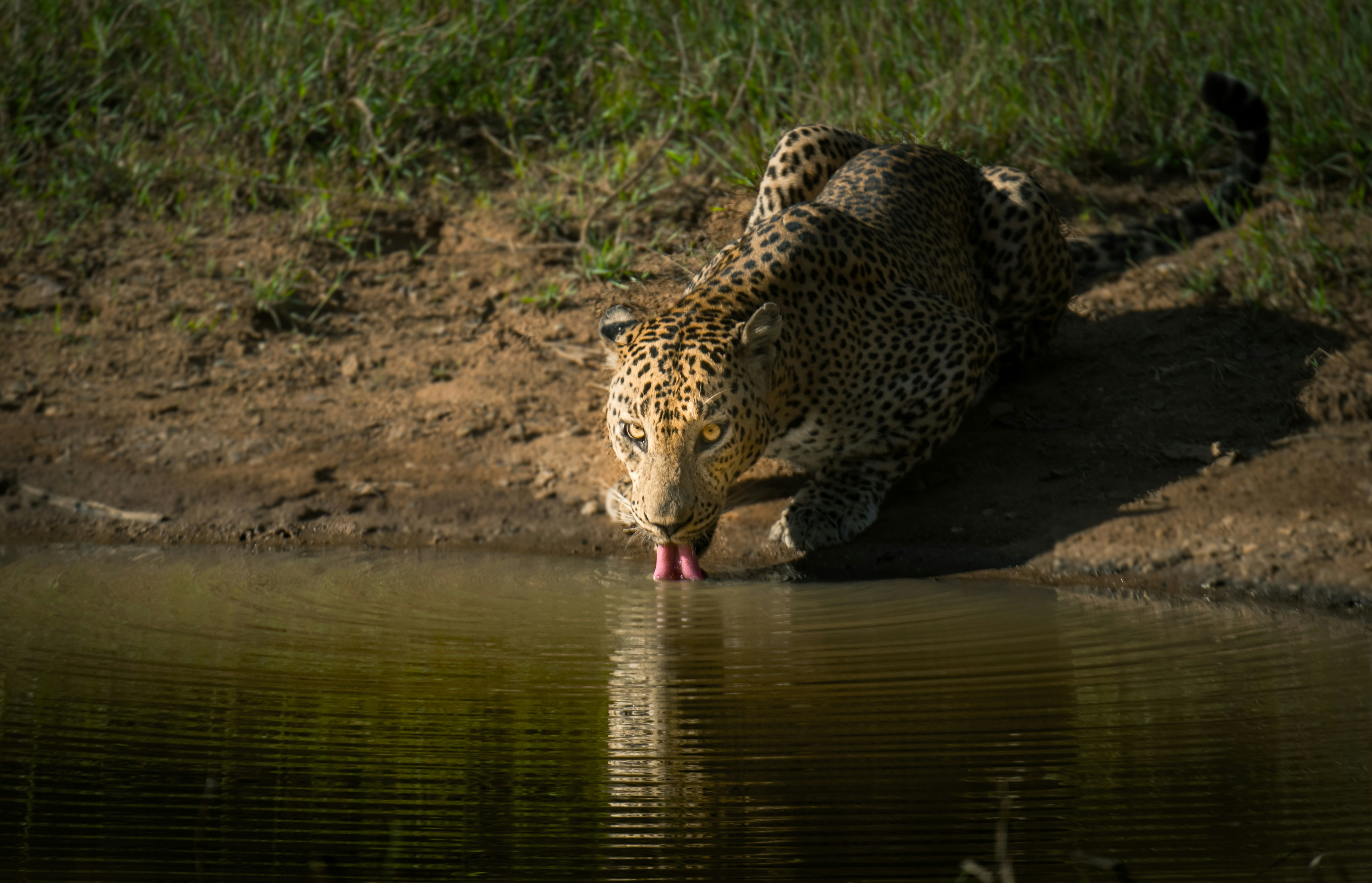 Leopard drinking at Yala