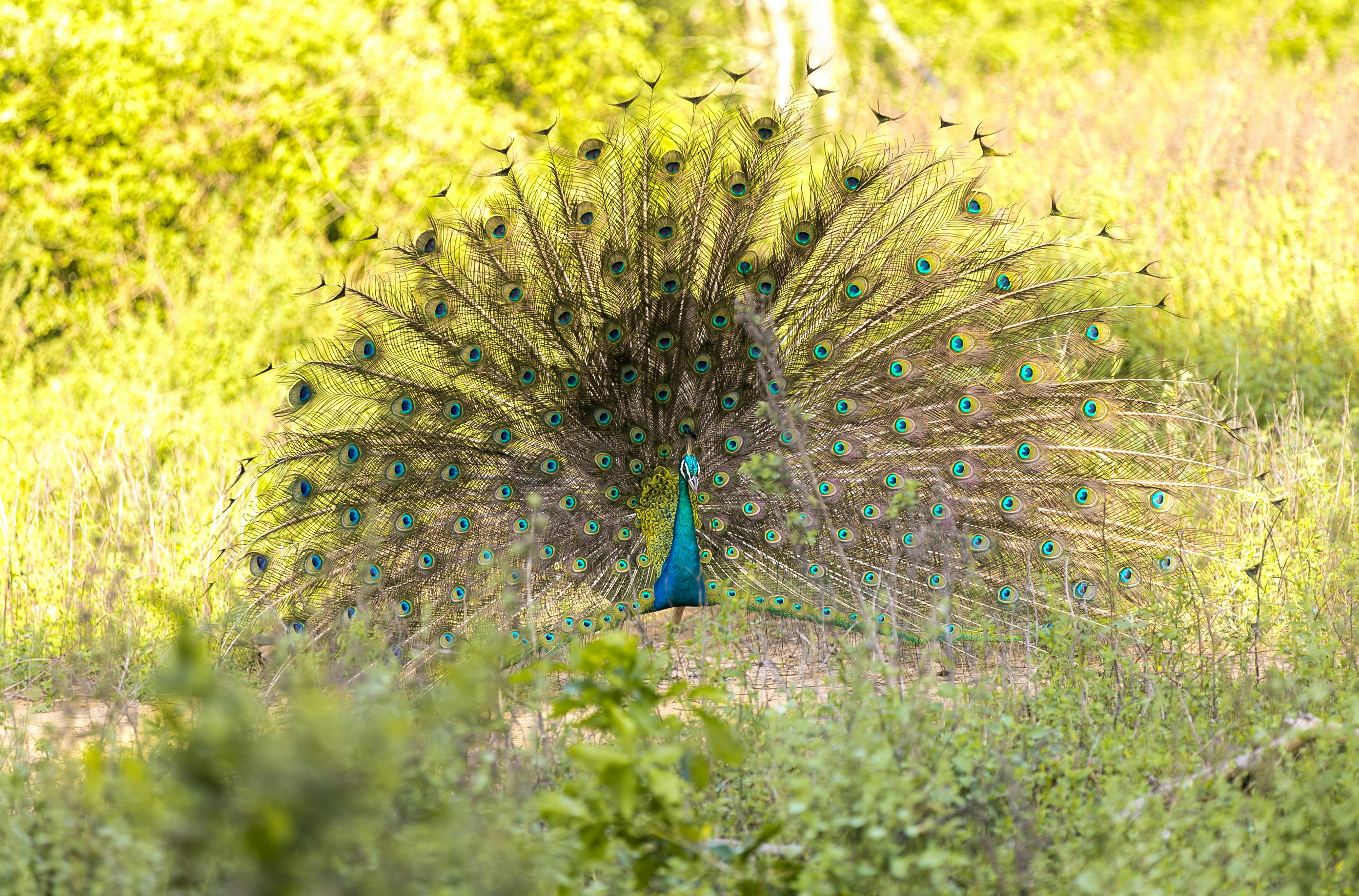 Peacock displaying at Yala